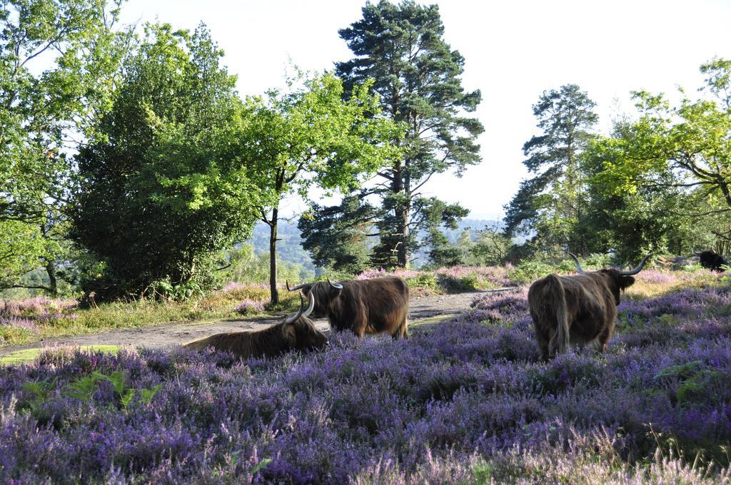 The Old Cook'S House Villa Hindhead Room photo